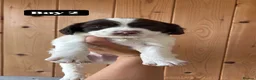 English Springer Spaniel dogs for sale: Working Pure Springer Spaniel Puppies  - Advert 12