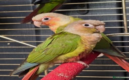 Parakeets birds for sale: Mixed birds, Alexandrines, Conures, Derbyan, etc!! - Image 2