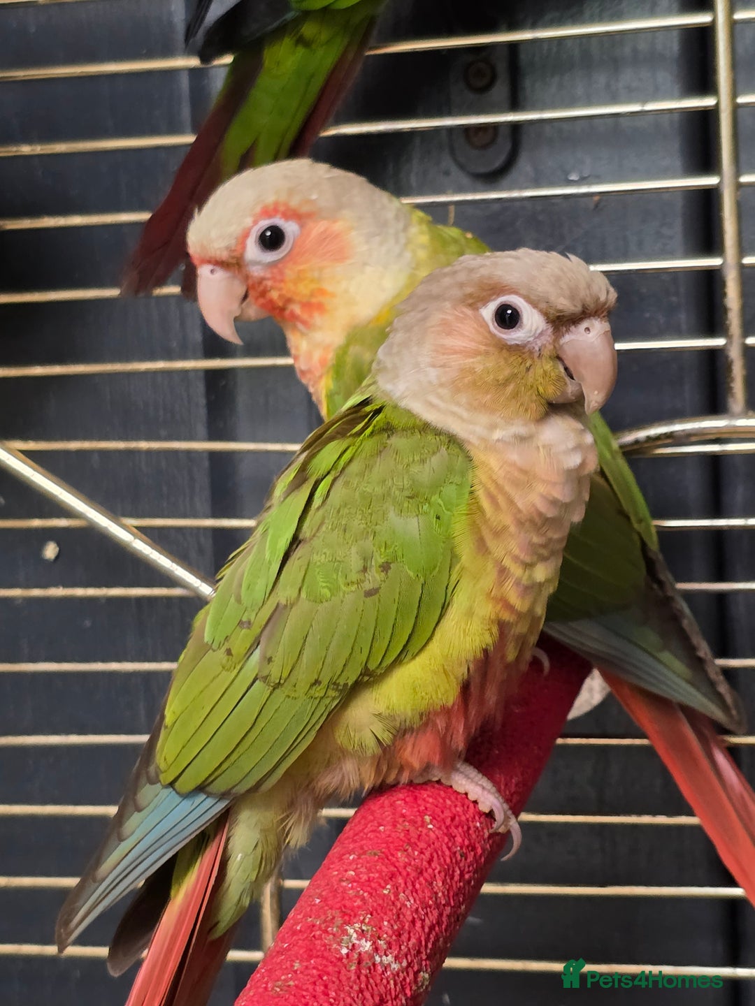 Parakeets birds for sale: Mixed birds, Alexandrines, Conures, Derbyan, etc!! - Image 2