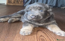 German Shepherd dogs for sale: Blue & Isabella German Shepherd Puppies For Sale  - Image 20