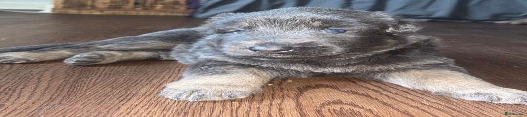 Twiglet