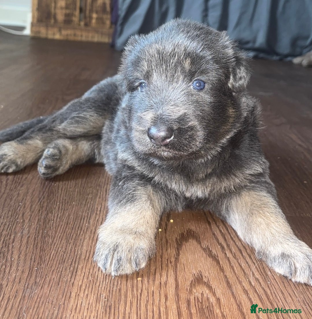 German Shepherd dogs for sale: Blue & Isabella German Shepherd Puppies For Sale  - Image 20