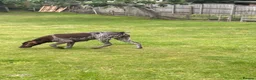 German Shorthaired Pointer dogs for sale: Beautiful KC Registered Female GSP | 5 Years Old  in Ilford - Advert 5