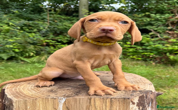 Hungarian Vizsla dogs - Advert 1
