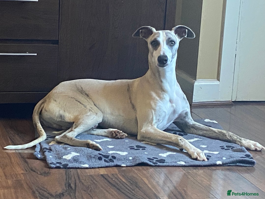 Whippet dogs for stud: Quality Whippet For Stud  - Advert 5