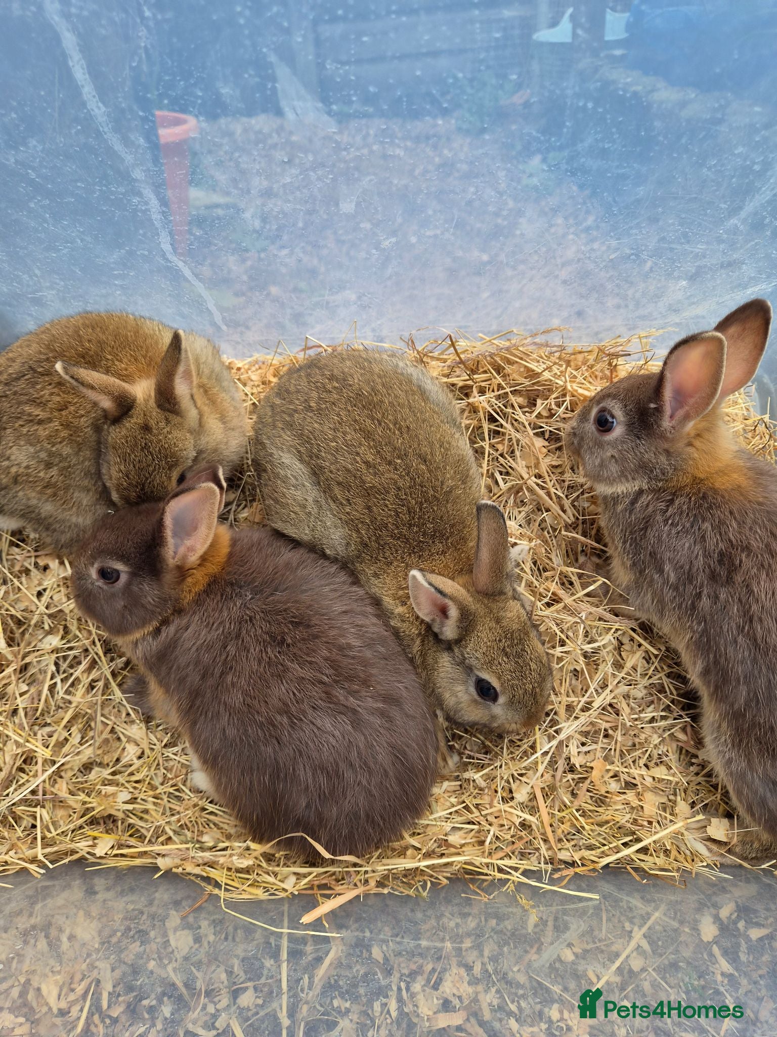 Netherland Dwarf rabbits 4 baby Netherland dwarf rabbits for sale £50 each  - Advert 1