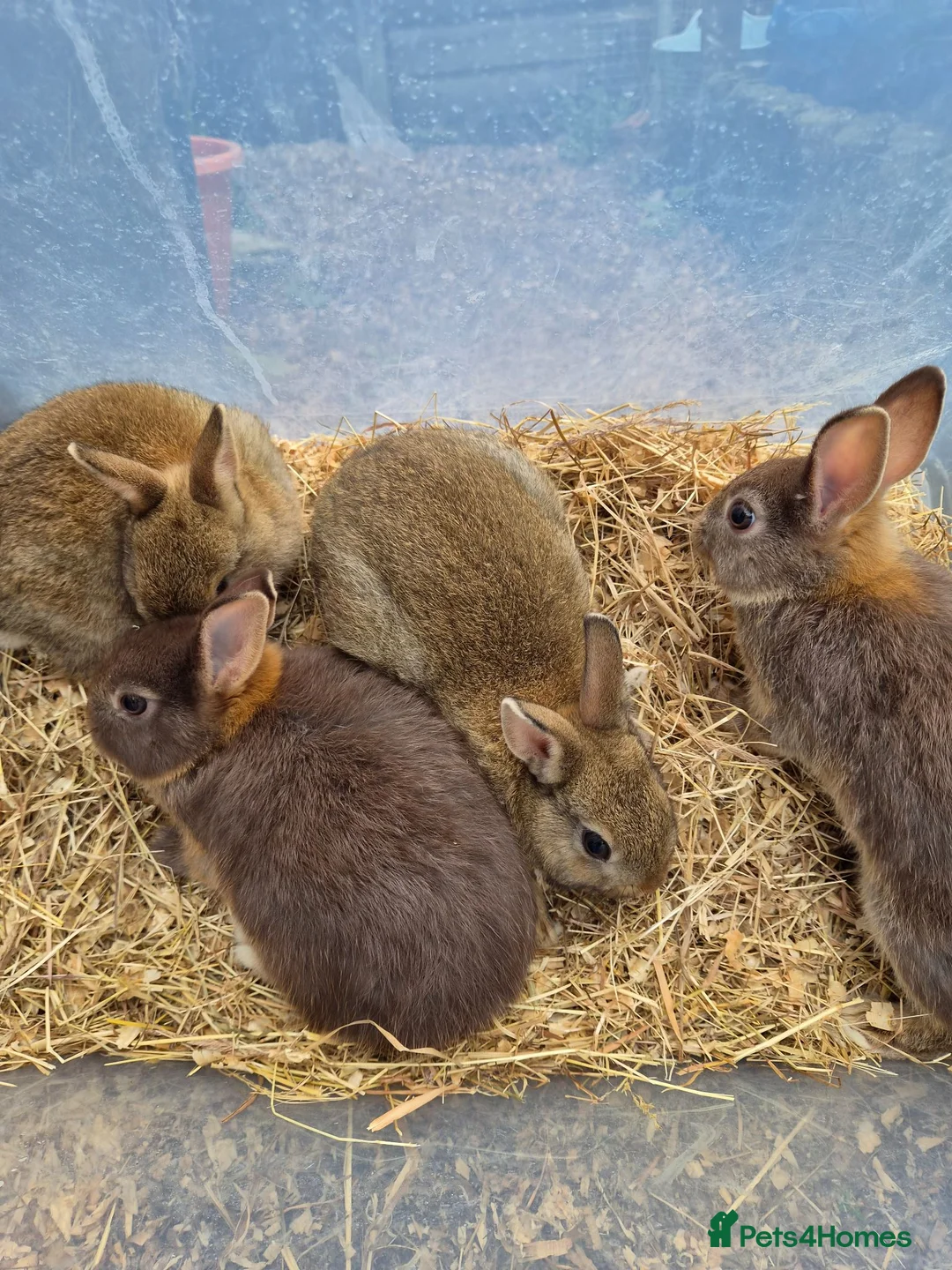 Netherland Dwarf rabbits for sale: 4 baby Netherland dwarf rabbits for sale £50 each  in Manchester - Advert 1