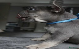 French Bulldog dogs for sale: French bulldog  puppies - Image 9