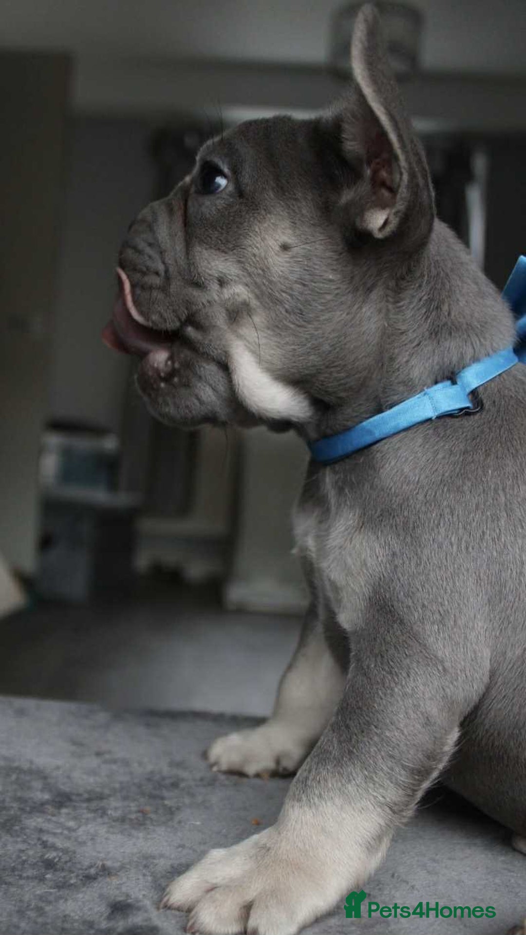 French Bulldog dogs for sale: French bulldog  puppies - Image 9