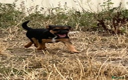 Mixed Breed dogs for sale: Border terrier x jack Russell puppies - Image 1