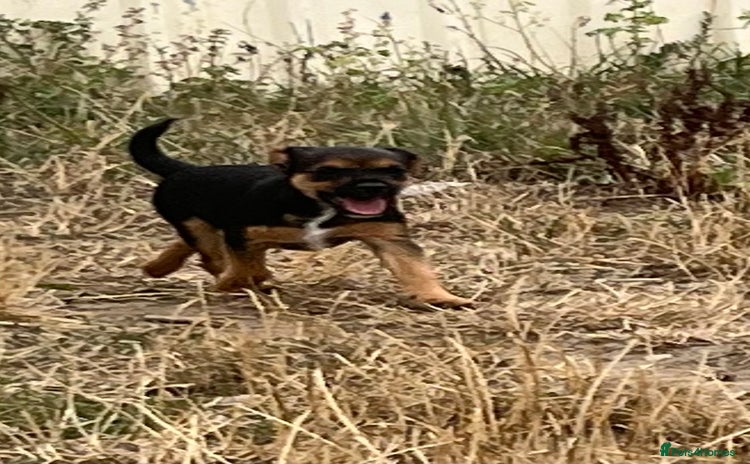 Mixed Breed dogs - Advert 1
