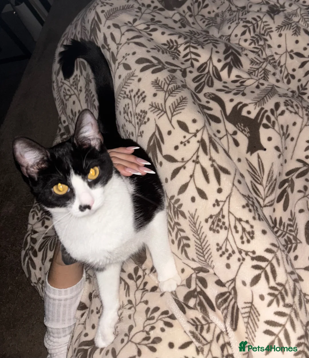 British Shorthair cats for sale: 11 month old cat  - Advert 2