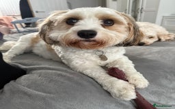 Cavachon dogs for sale: Ralphie (Neutered Cavachon)  - Image 5