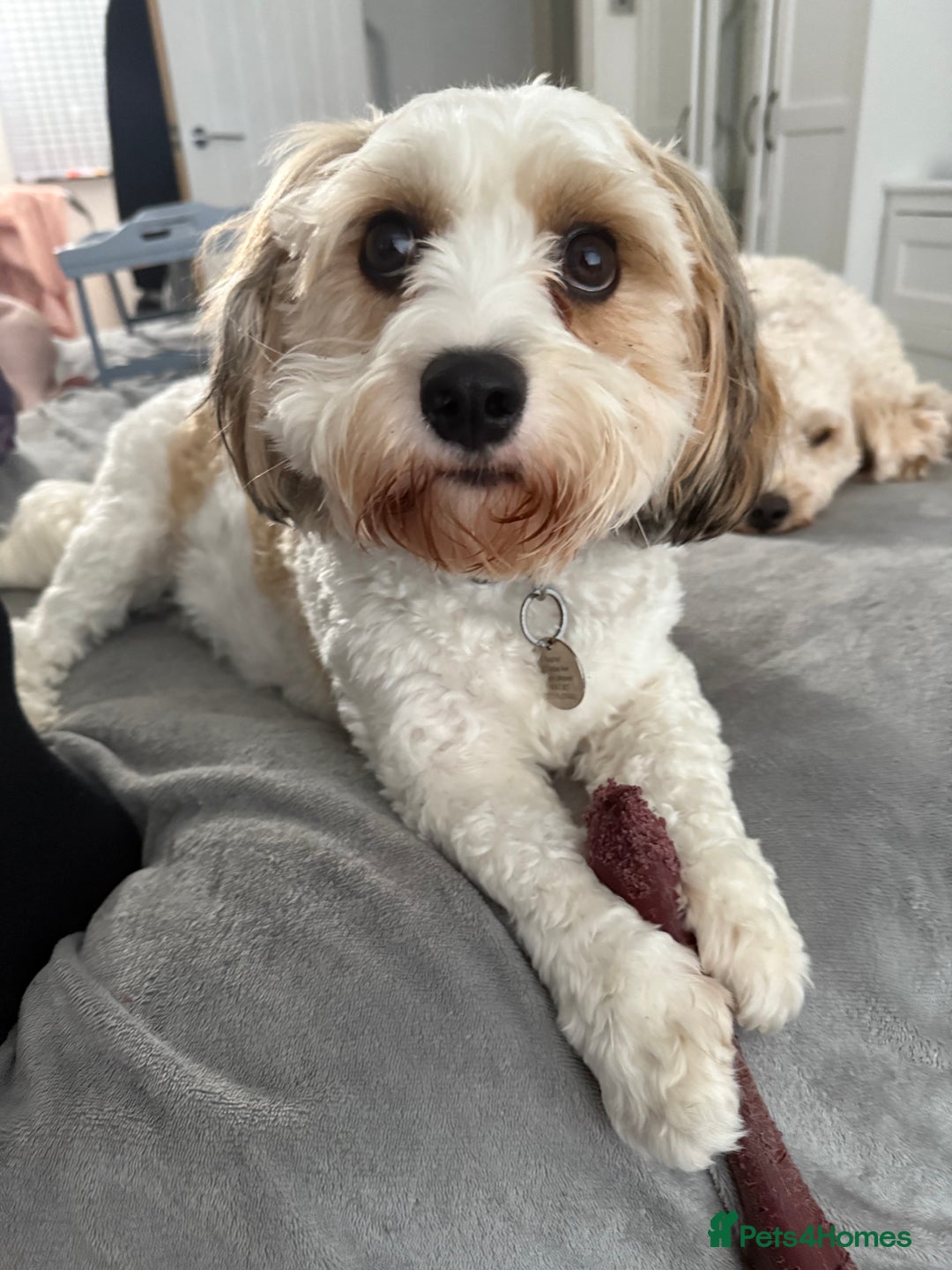 Cavachon dogs for sale: Ralphie (Neutered Cavachon)  - Image 5
