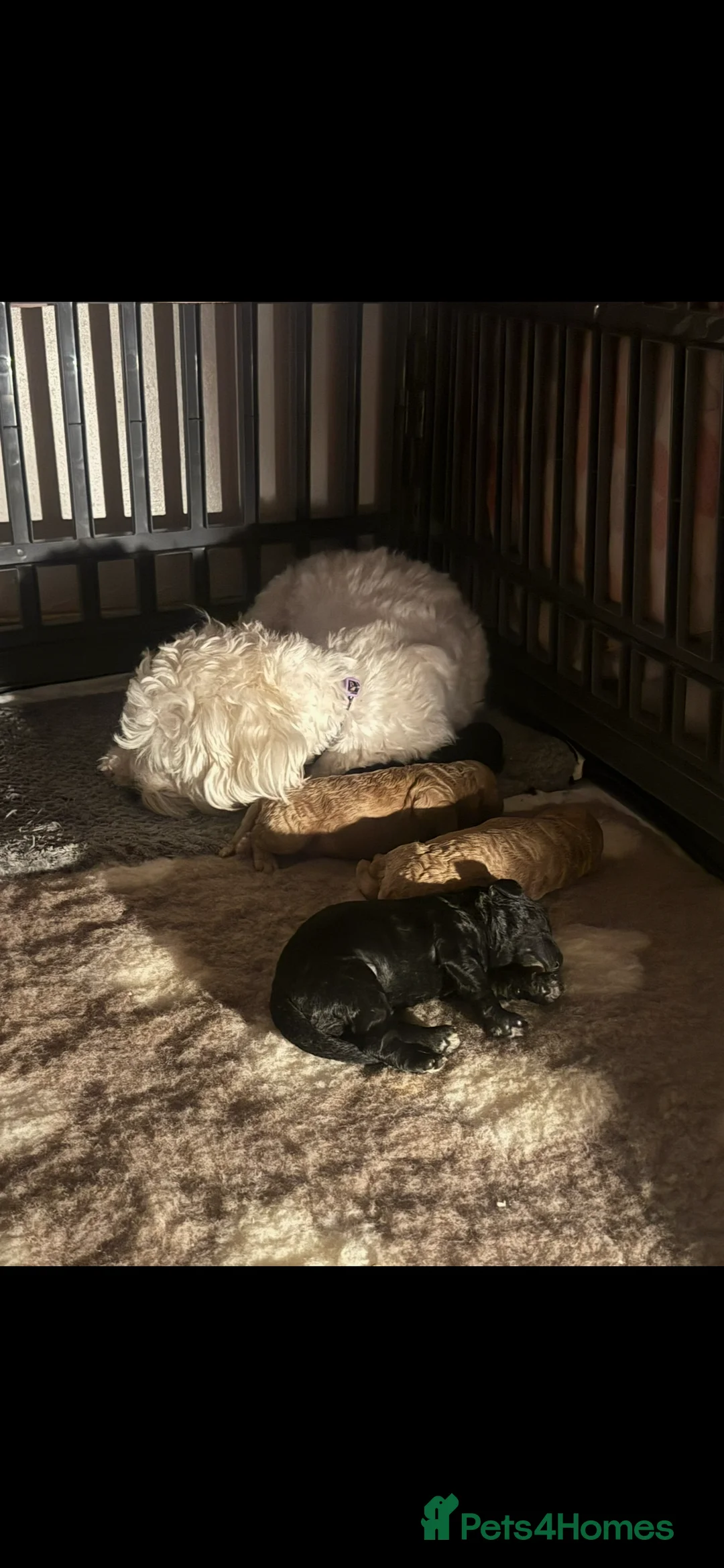 Mixed Breed dogs for sale: Miniature puppies due 23 March - Advert 4