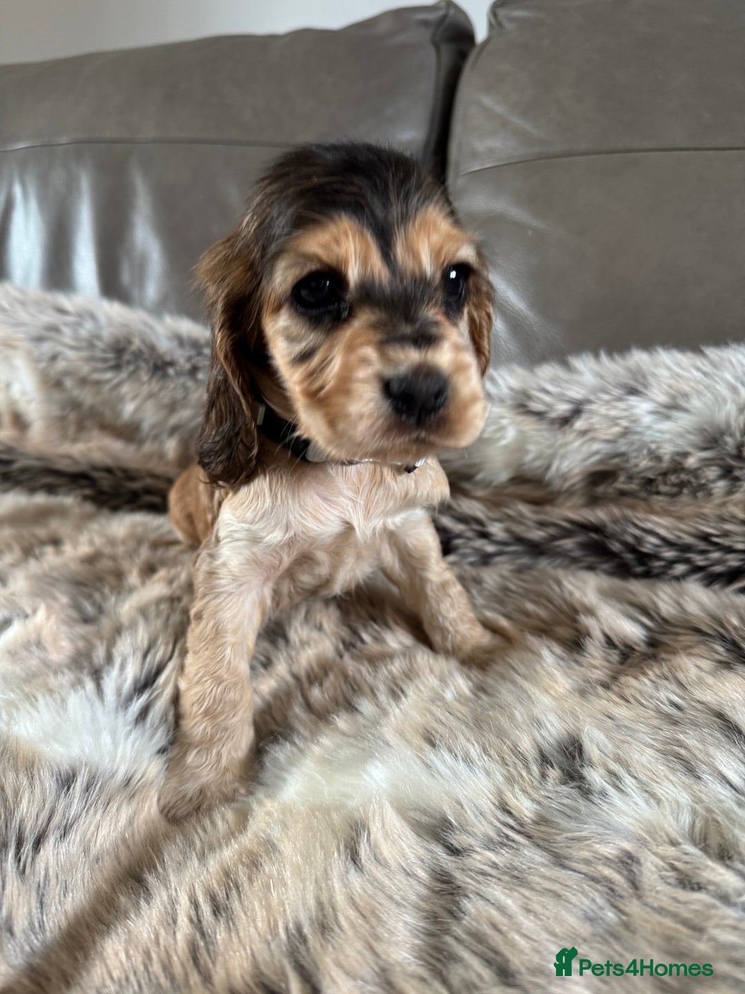 Cocker Spaniel dogs for sale: 🐶 Beautiful Show-Type Cocker Spaniel Puppies 🐶 - Advert 25