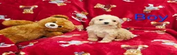 Cockapoo dogs for sale: ⚜️Pure Quality Cockapoos ⚜️ - Advert 17