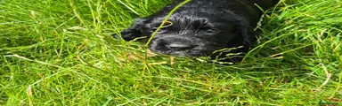 Cocker Spaniel 2