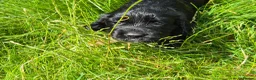Cocker Spaniel dogs for sale: 5 beautiful cocker puppies - Advert 35