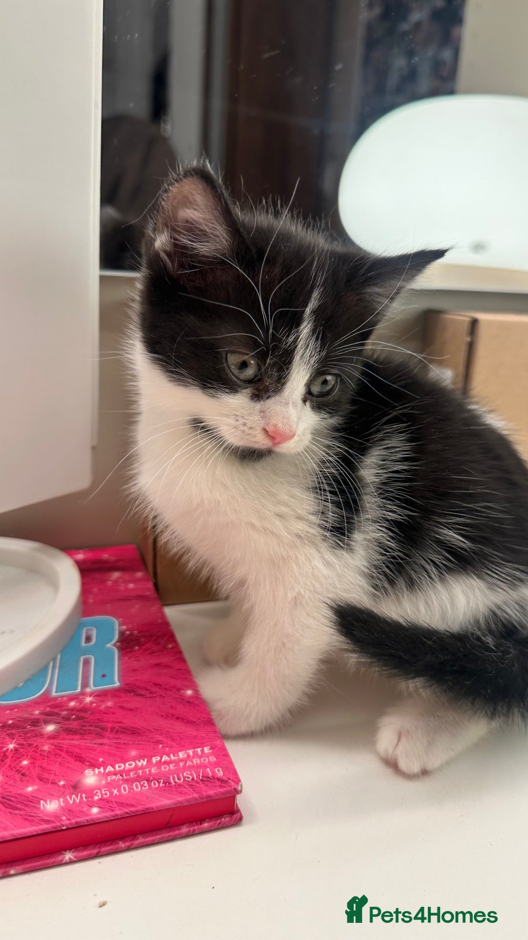 Mixed Breed cats for sale: 6 mixed breed ( shorthair and longhair) kittens - Advert 8