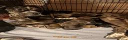 Mixed Breed dogs for sale: Catahoula x  - Advert 23