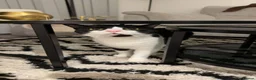 Mixed Breed cats for sale: Sister Kittens (together if possible)  - Advert 9
