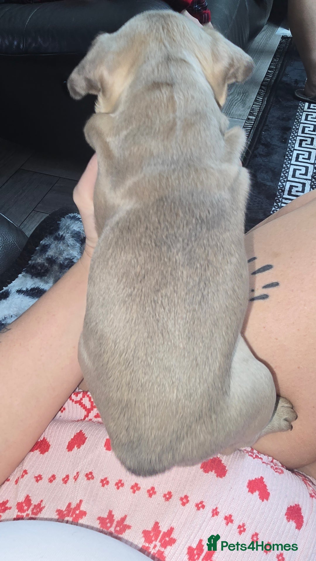 French Bulldog dogs for sale: Stunning french bulldog puppies - Advert 19