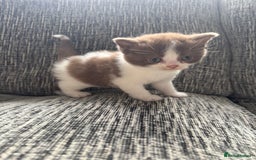 British Shorthair cats for sale: Beautiful British Shorthair Registered Kittens  - Image 15