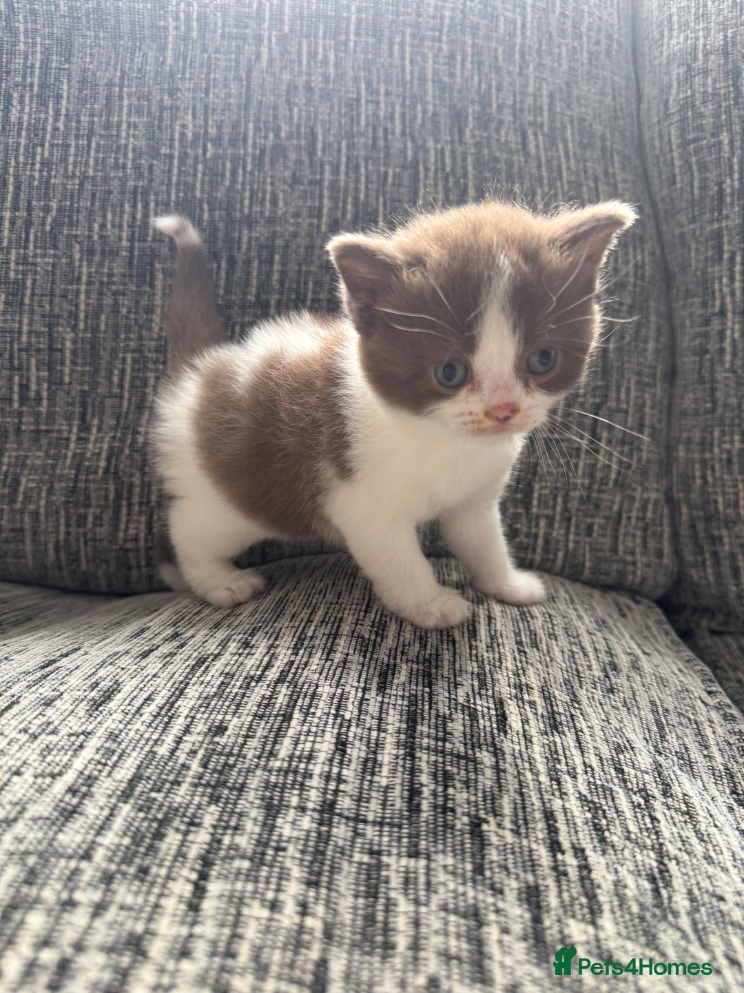 British Shorthair cats for sale: Beautiful British Shorthair Registered Kittens  - Image 15