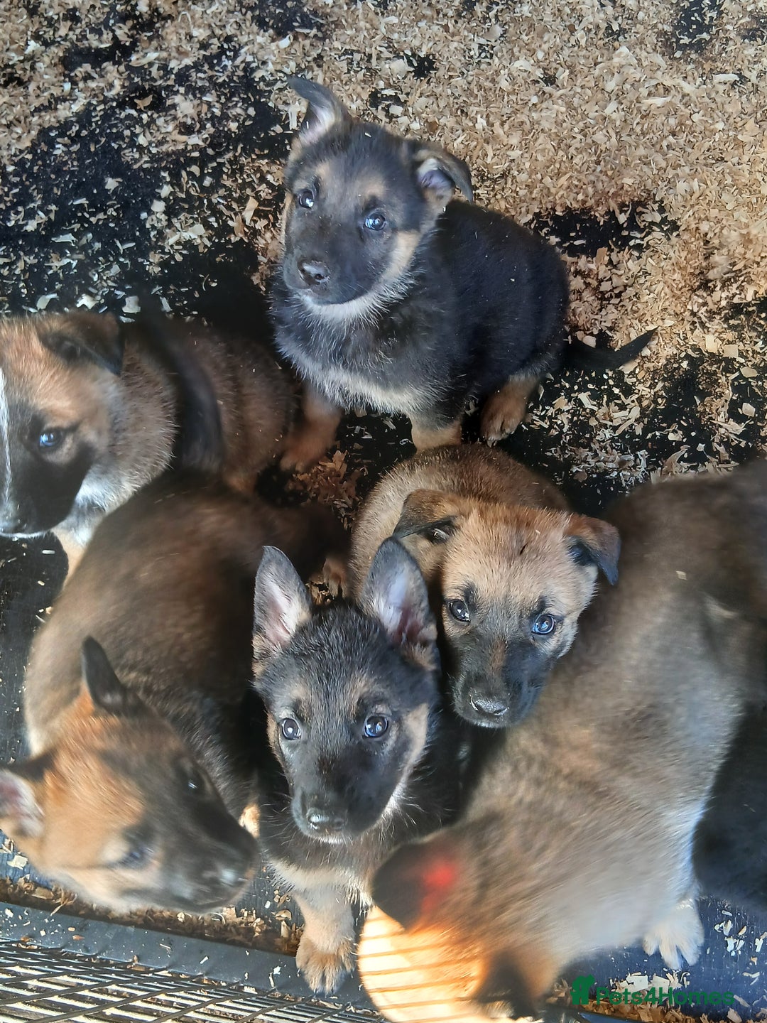 Mixed Breed dogs for sale: Belgium Mali x  - Advert 7