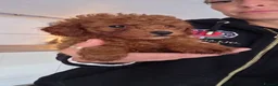 Toy Poodle dogs for sale: KC FOX RED  **  TOY POODLES in Clitheroe - Advert 6