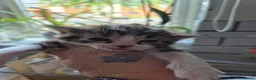 Mixed Breed cats for sale: 3 kittens   9 weeks old  - Advert 7