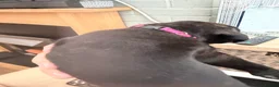 Cane Corso dogs for sale: Cane corso puppies - Advert 13