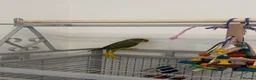 Parakeets birds for sale: Yellow and green baby Indian ring neck parakeet  in Newcastle upon Tyne - Advert 14