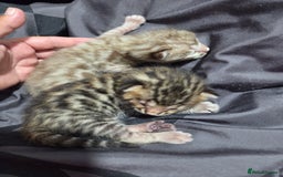 Bengal cats for sale: 2 stunning bengal kittens - Image 11