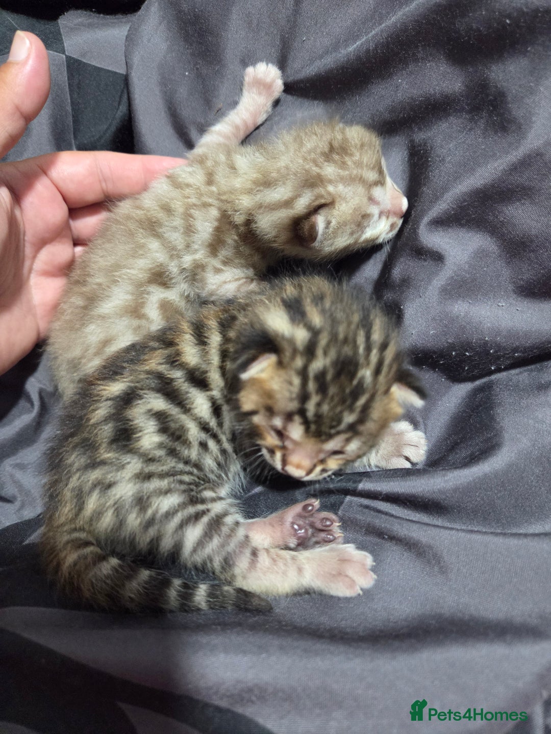 Bengal cats for sale: 2 stunning bengal kittens - Image 11