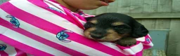 Miniature Dachshund dogs for sale: Stunning litter of Lh mini dachshunds  - Advert 10