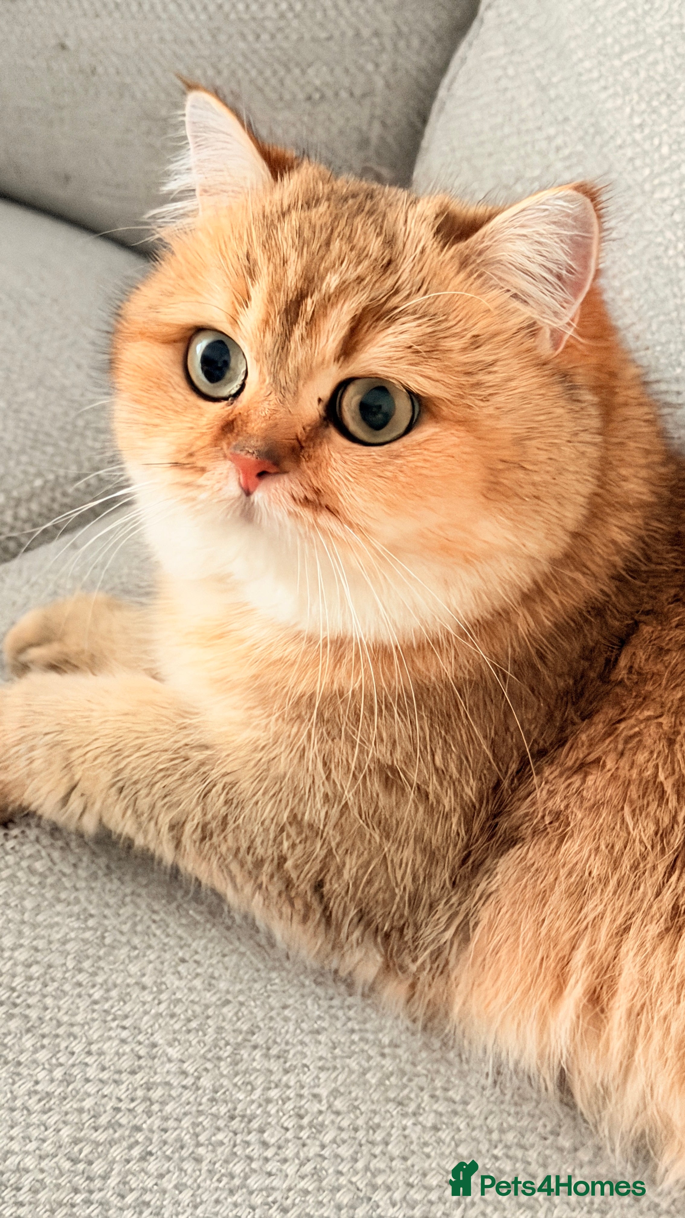 British Shorthair cats Retired Black golden queen  - Advert 6