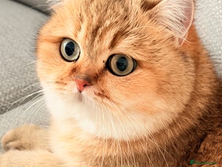 British Shorthair cats Retired Black golden queen - Advert 14