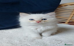 Siamese cats for sale: Ready to Leave Flame Point Siamese Kittens - Image 20