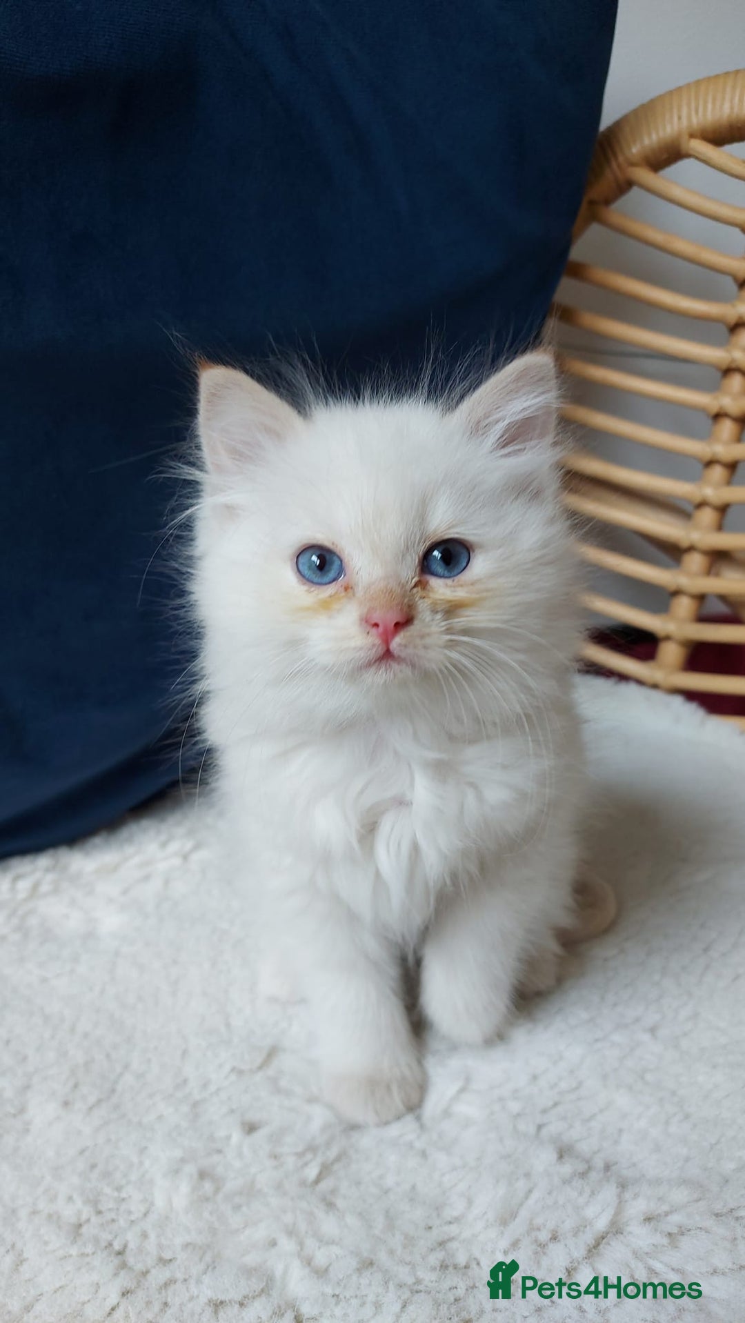 Siamese cats for sale: Ready to Leave Flame Point Siamese Kittens - Image 20