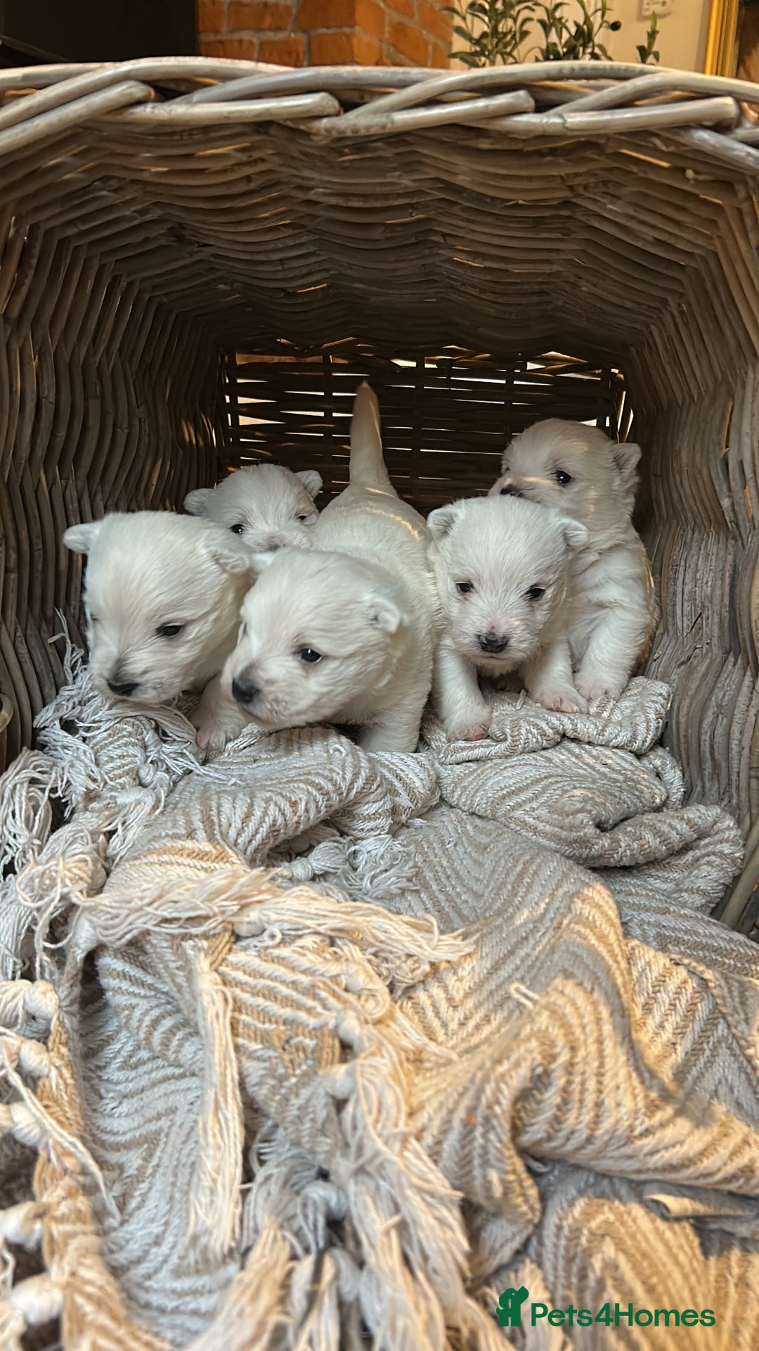 West Highland Terrier dogs for sale: BEAUTIFUL KC WESTIE PUPPIES - Advert 4