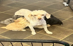 Pomapoo dogs for sale: stunning confident types - Image 9