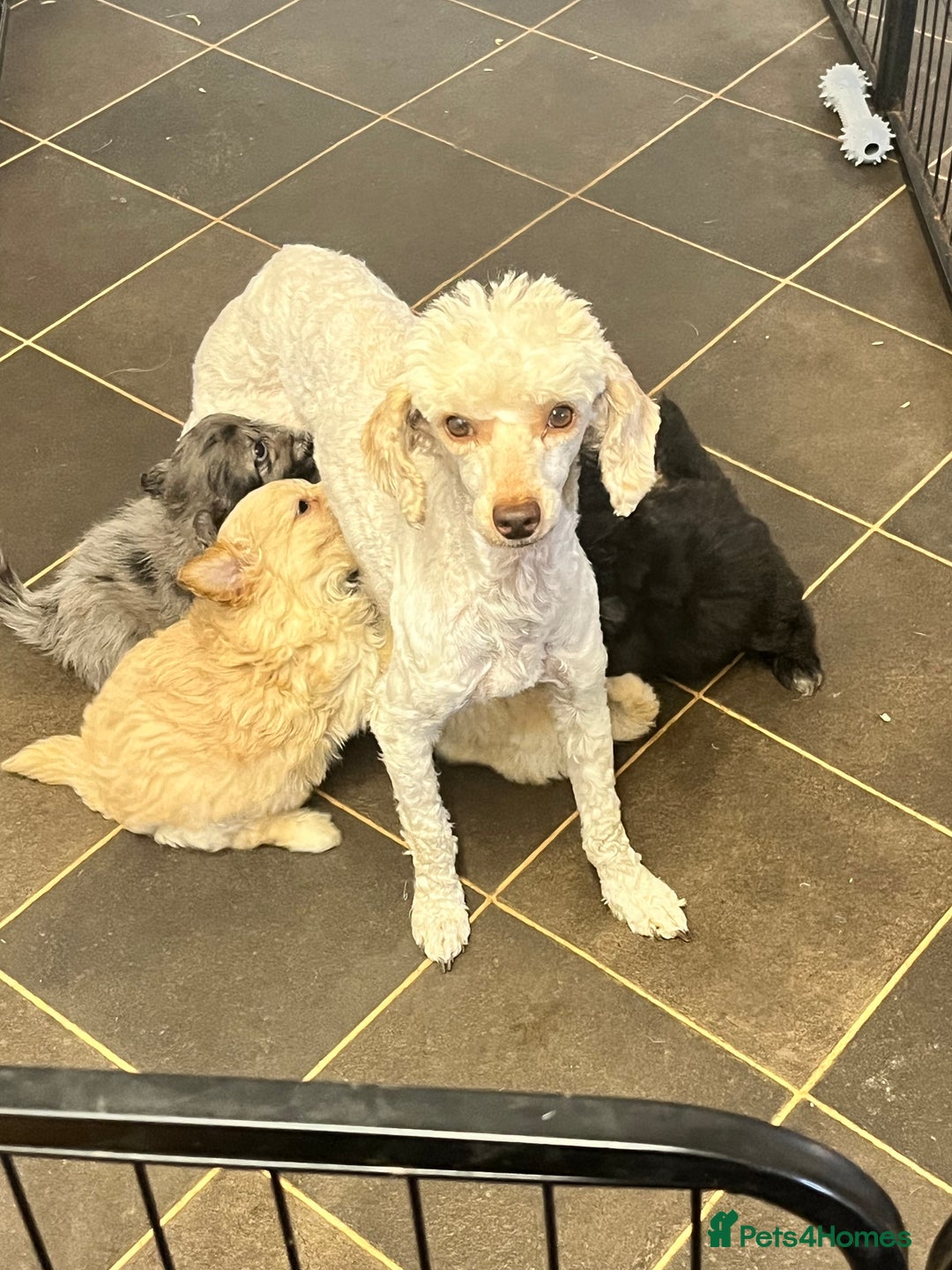Pomapoo dogs for sale: stunning confident types - Image 9