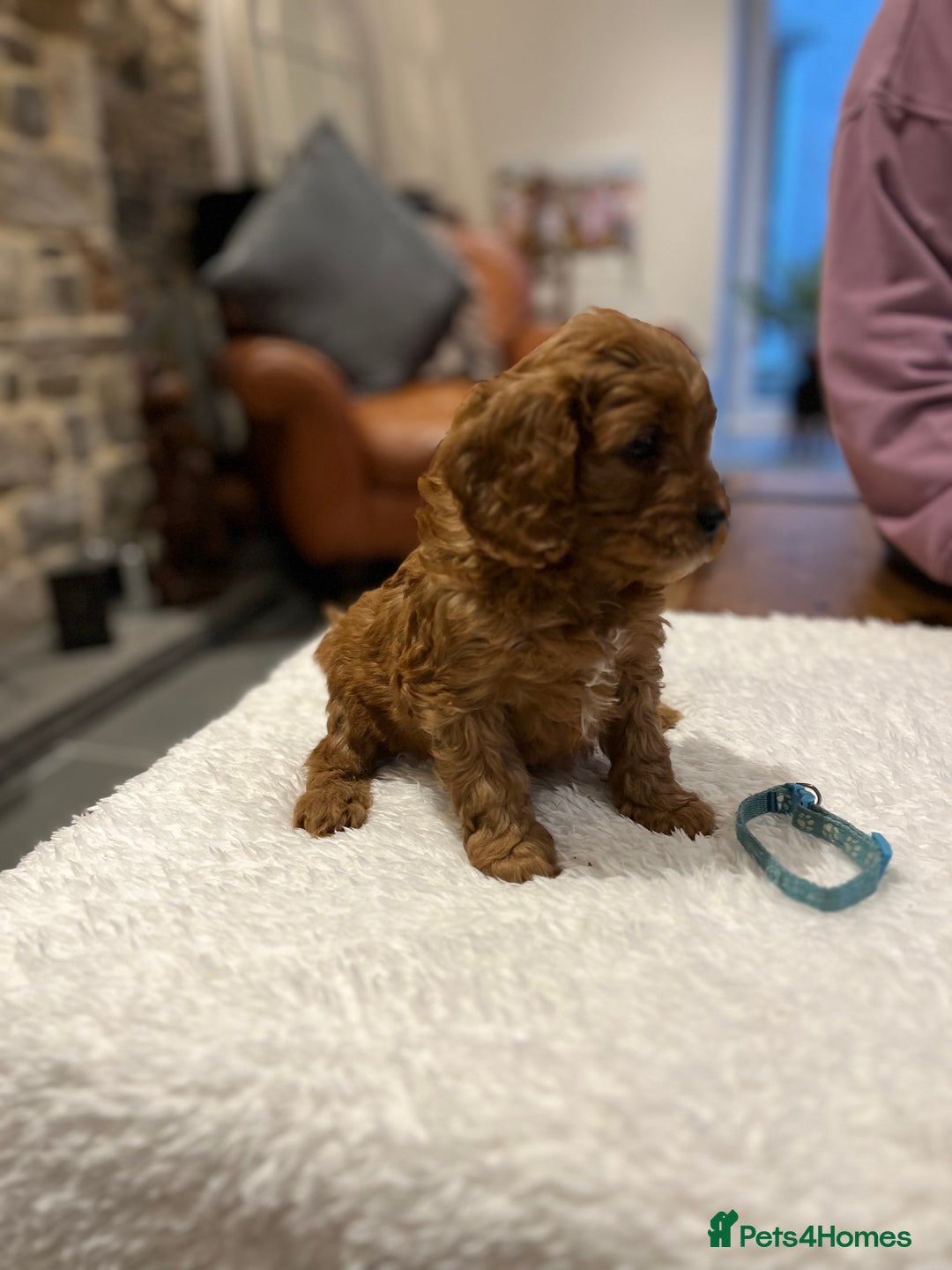 Cavapoo dogs for sale: Stunning litter of F1 Cavapoo puppies - Advert 10