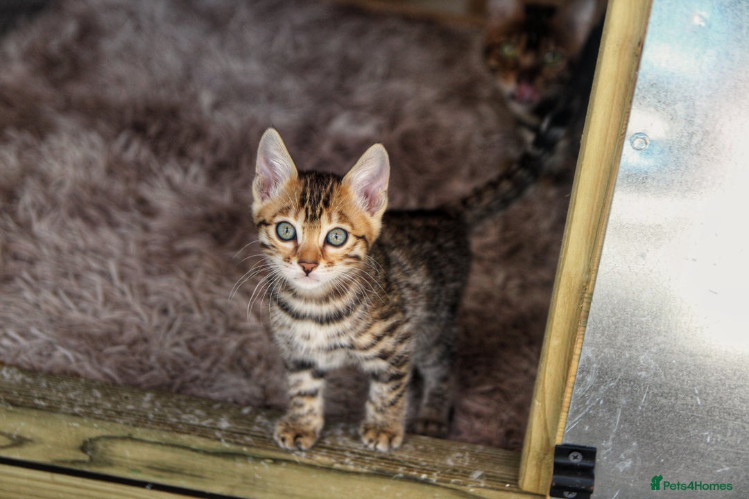 Bengal cats for sale: 🤎 WORLD CLASS BENGAL KITTENS 🤎 - Image 12