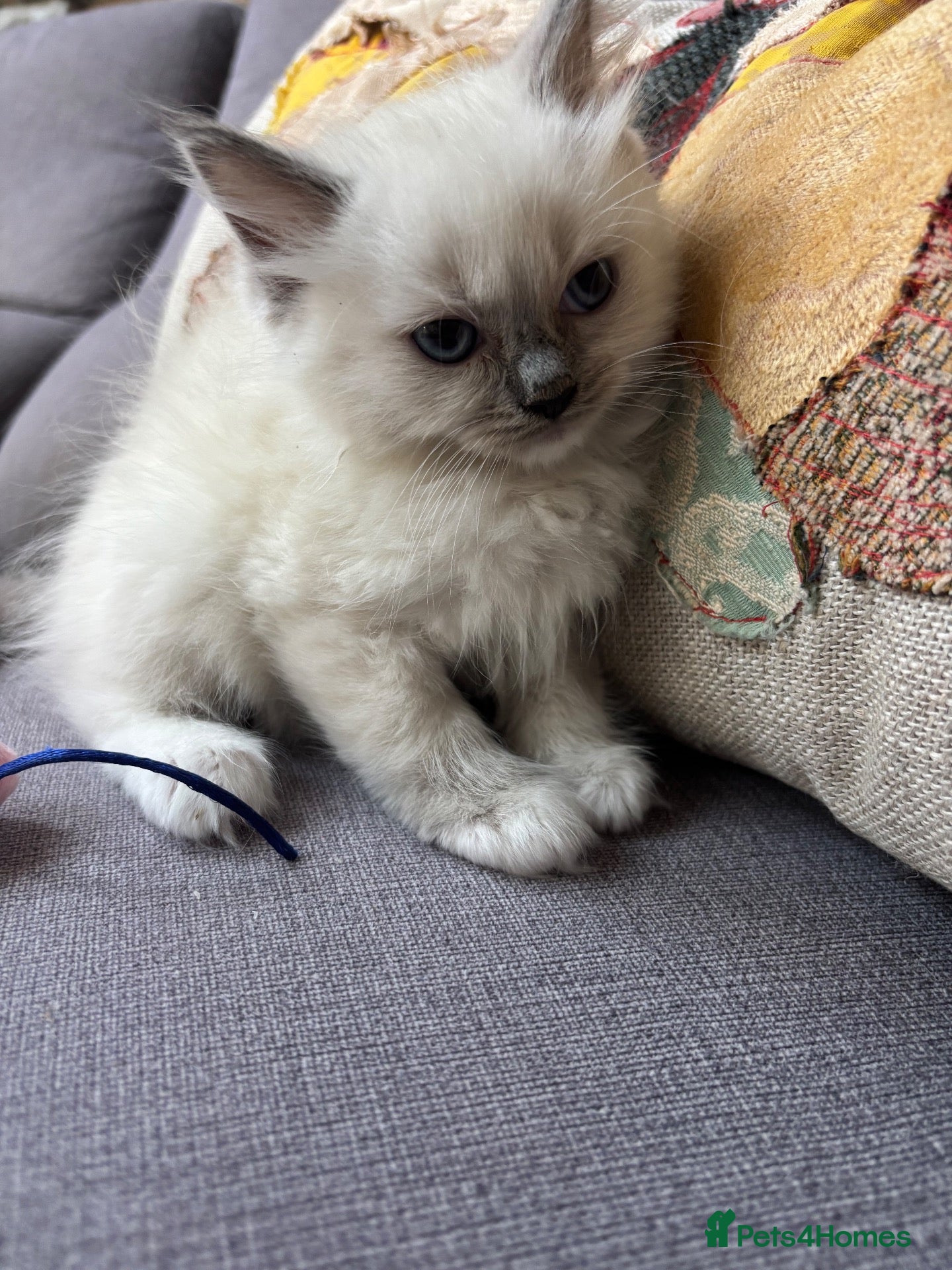 Ragdoll cats Gorgeous Pure Ragdoll Kittens.  - Advert 1