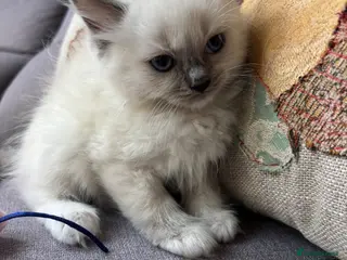 Ragdoll cats Gorgeous Pure Ragdoll Kittens. - Advert 1