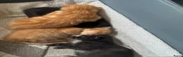 Mixed Breed cats for sale: 2 beautiful mixed breed kittens  - Advert 4