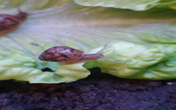 Snails invertebrates for sale: Giant African Land Snails - Image 4